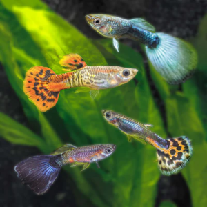 Fresh Water Guppies