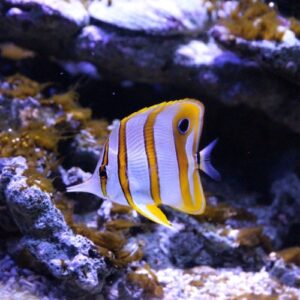 Copperband Butterfly