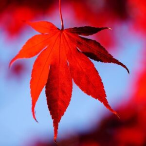 Water red leaf plant