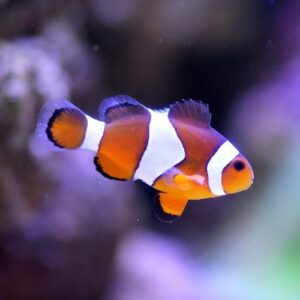 Clownfish